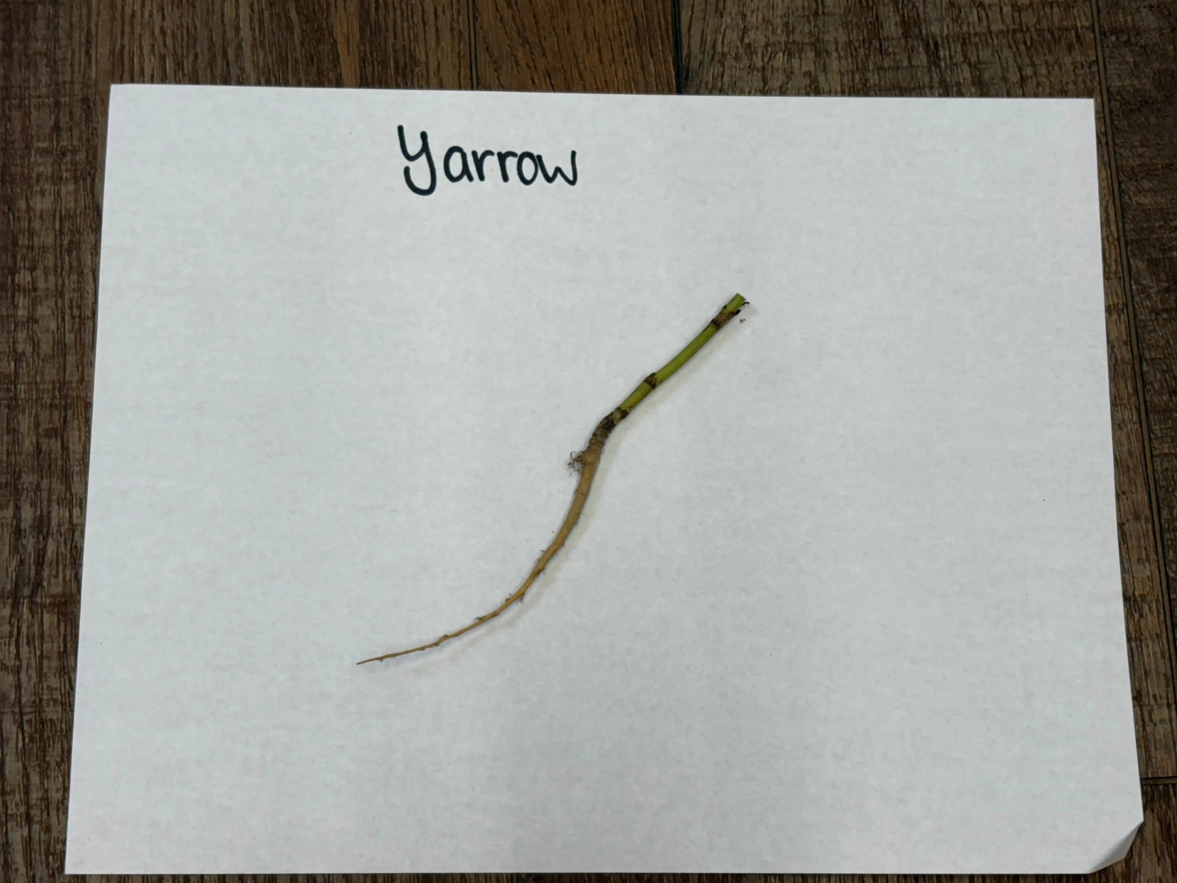 Dried yarrow plant stem with slender curved greenish-brown form