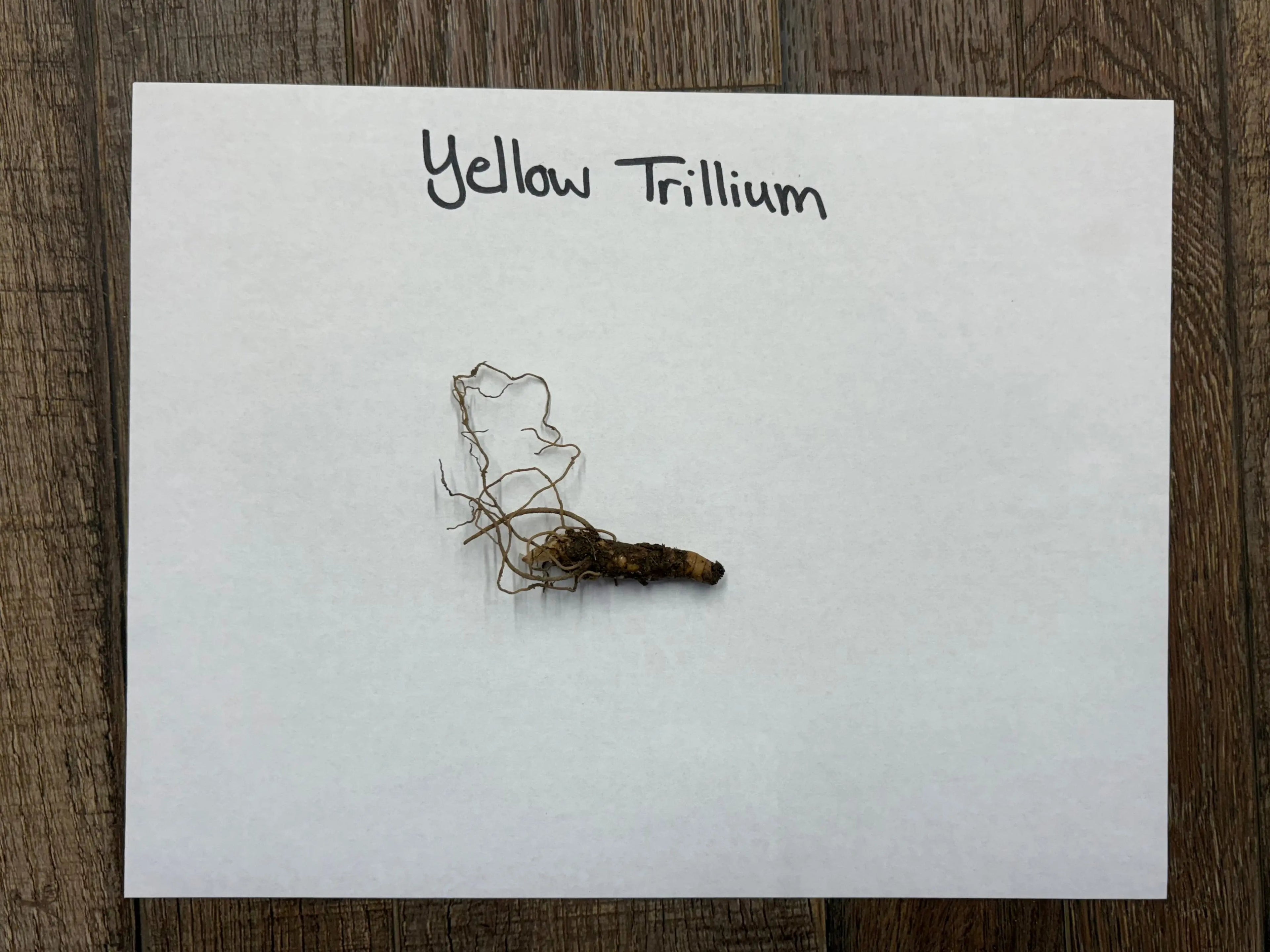 Yellow trillium root with delicate branching roots and tan body