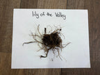 Cluster of brown tangled lily of the valley plant roots