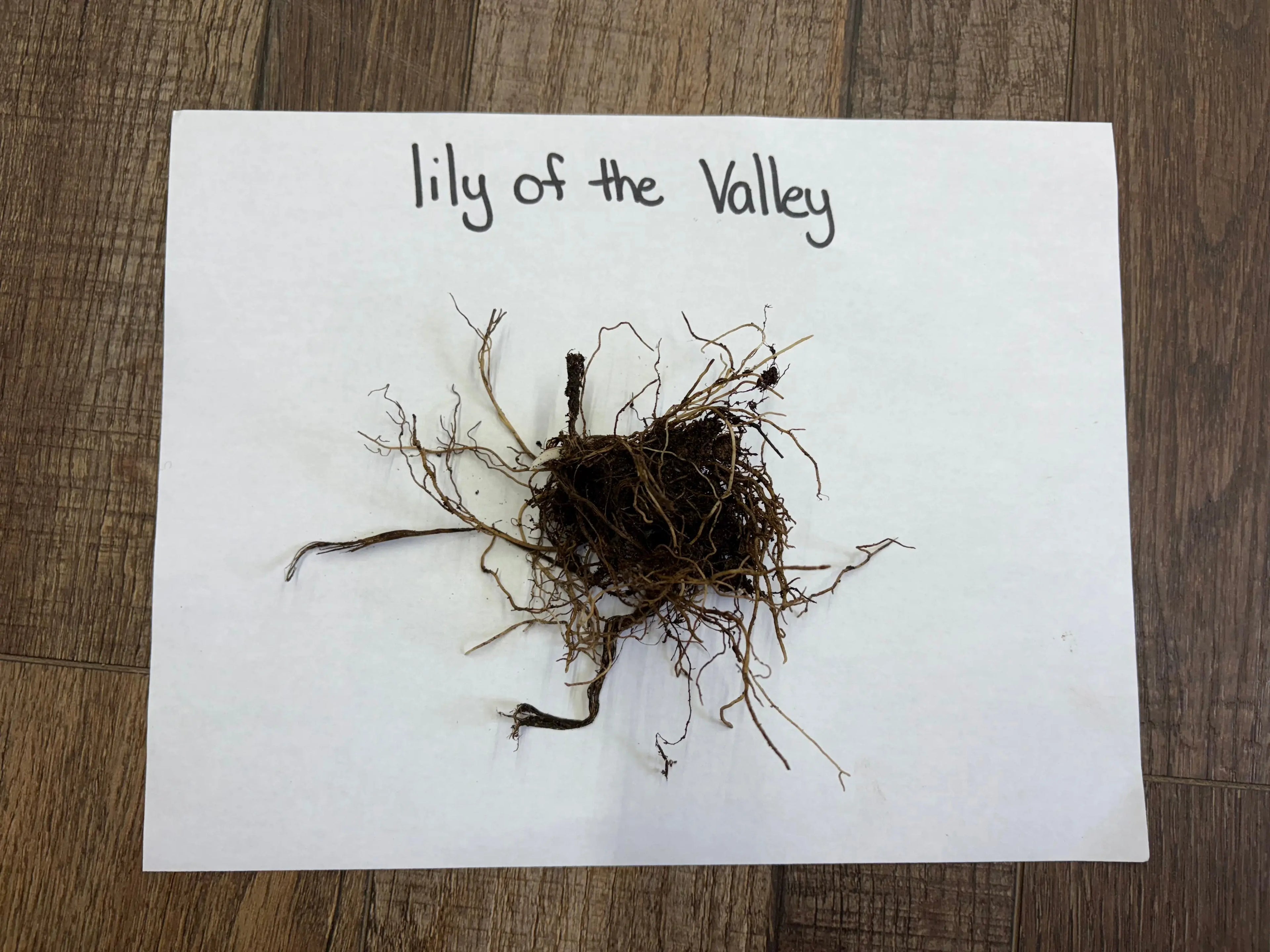 Cluster of brown tangled lily of the valley plant roots