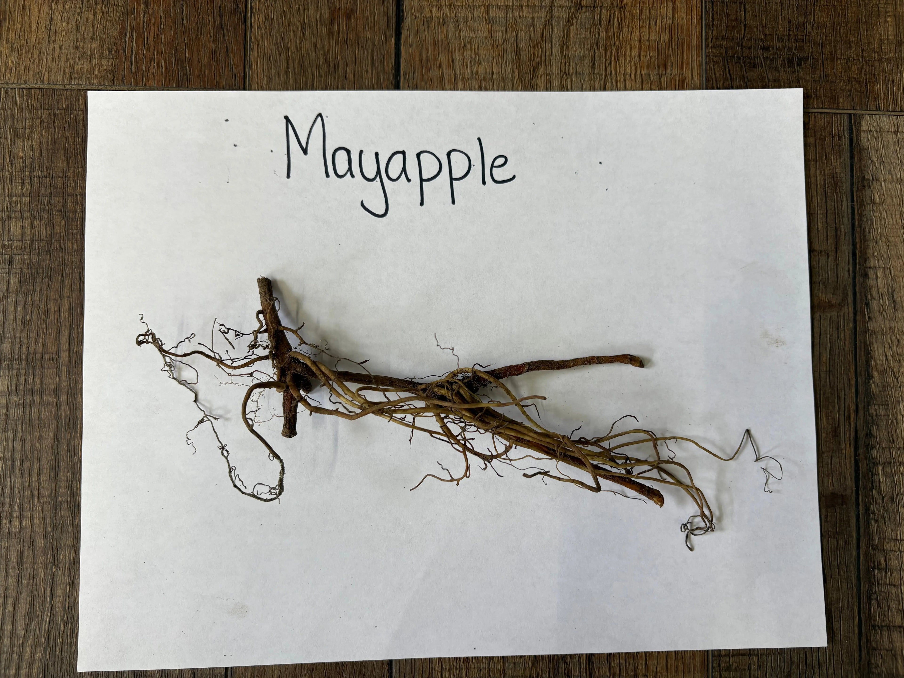 Dried tangled mayapple root system in brown tan hues for May Apple Plant