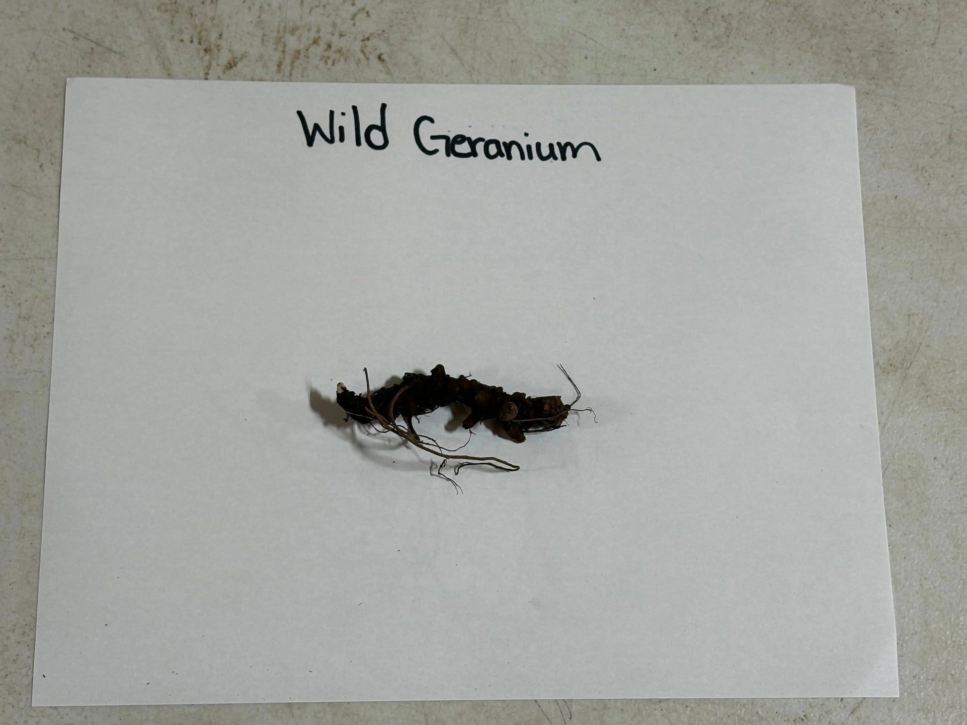 Dried Geranium Maculatum root with dark brown tangled roots and fine fibers