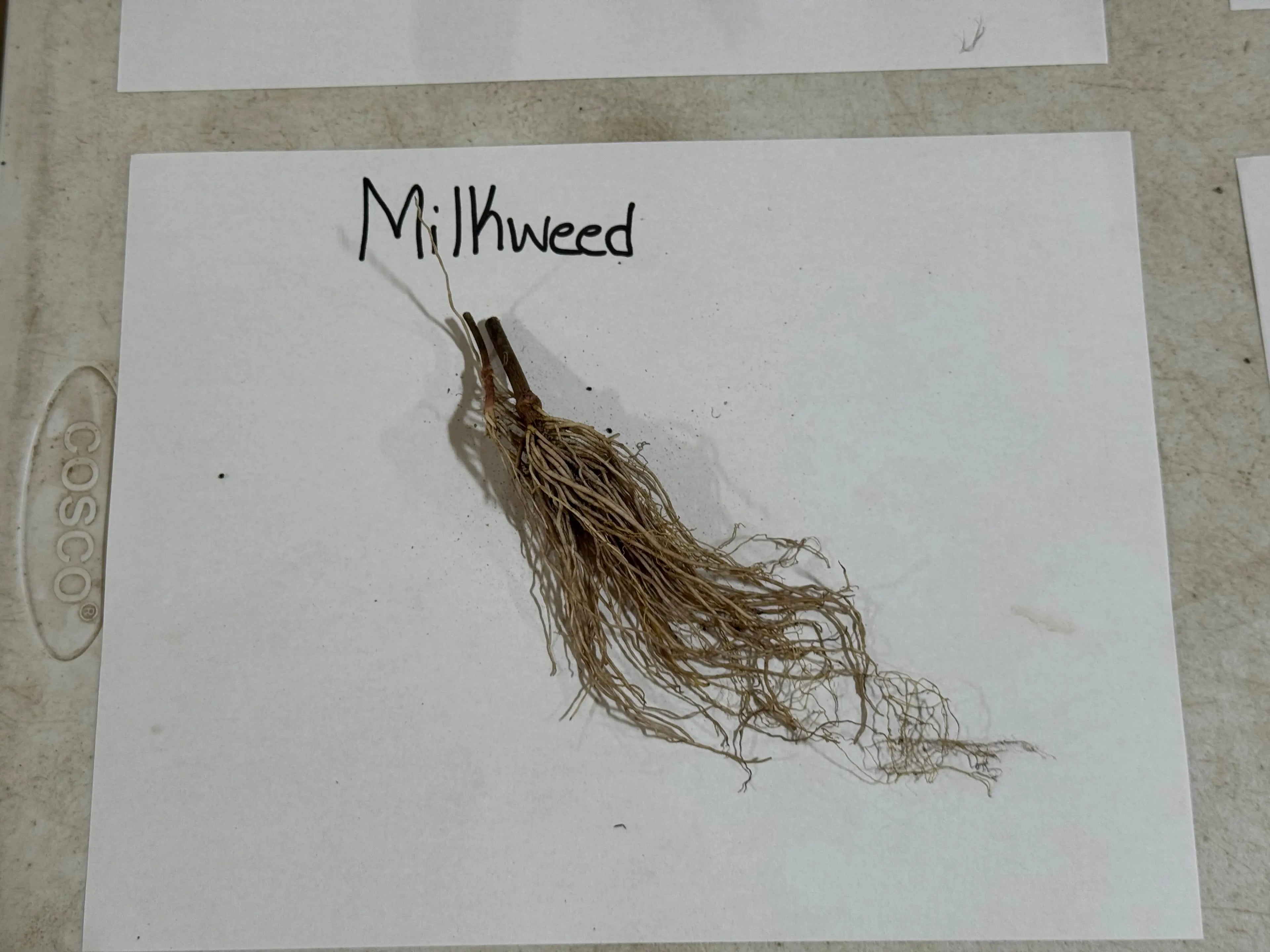 Dried milkweed plant with brown fibrous roots and slender stems