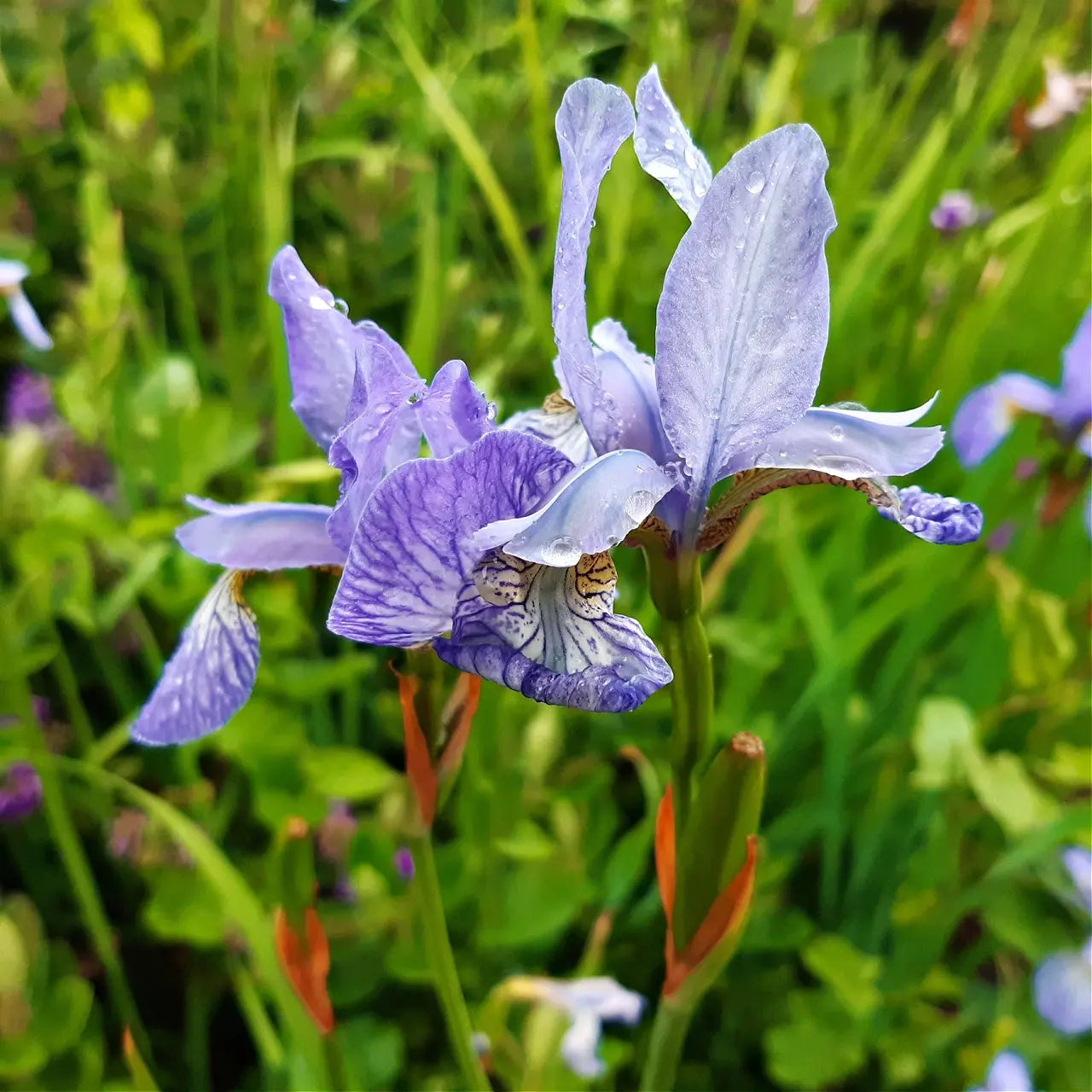 Delicate purple bearded iris flower with white veins and dewdrops