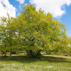 Majestic American Beech Tree with vibrant green foliage against blue sky
