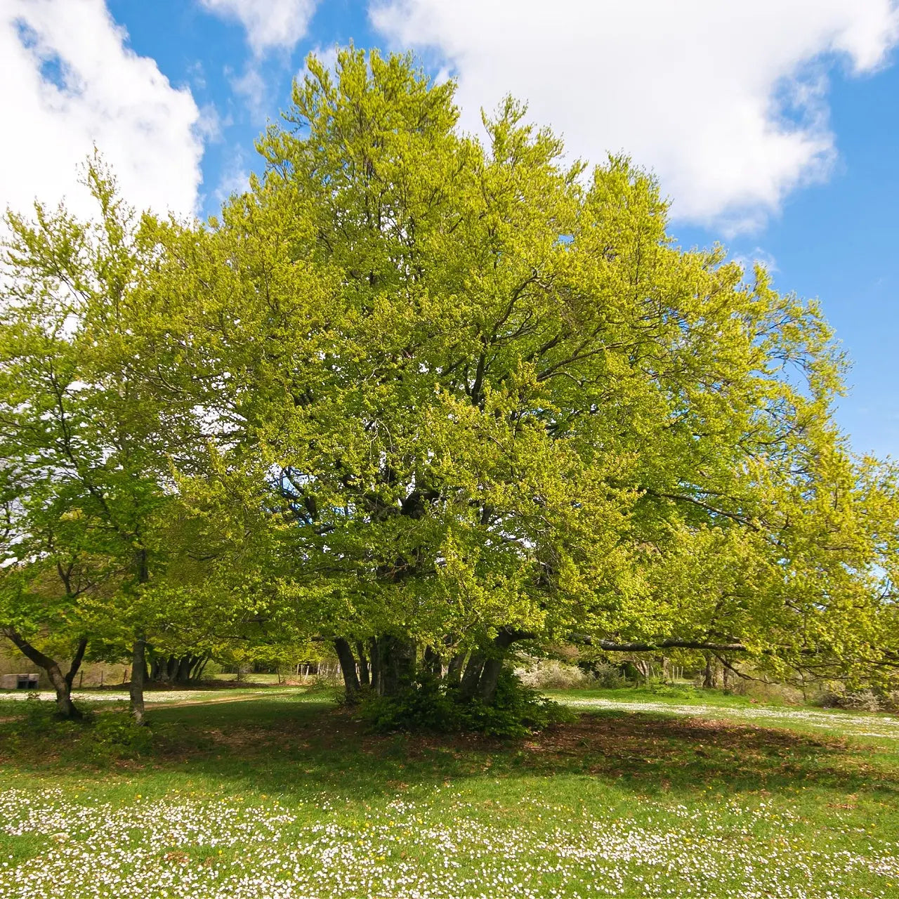 Majestic American Beech Tree with vibrant green foliage against blue sky