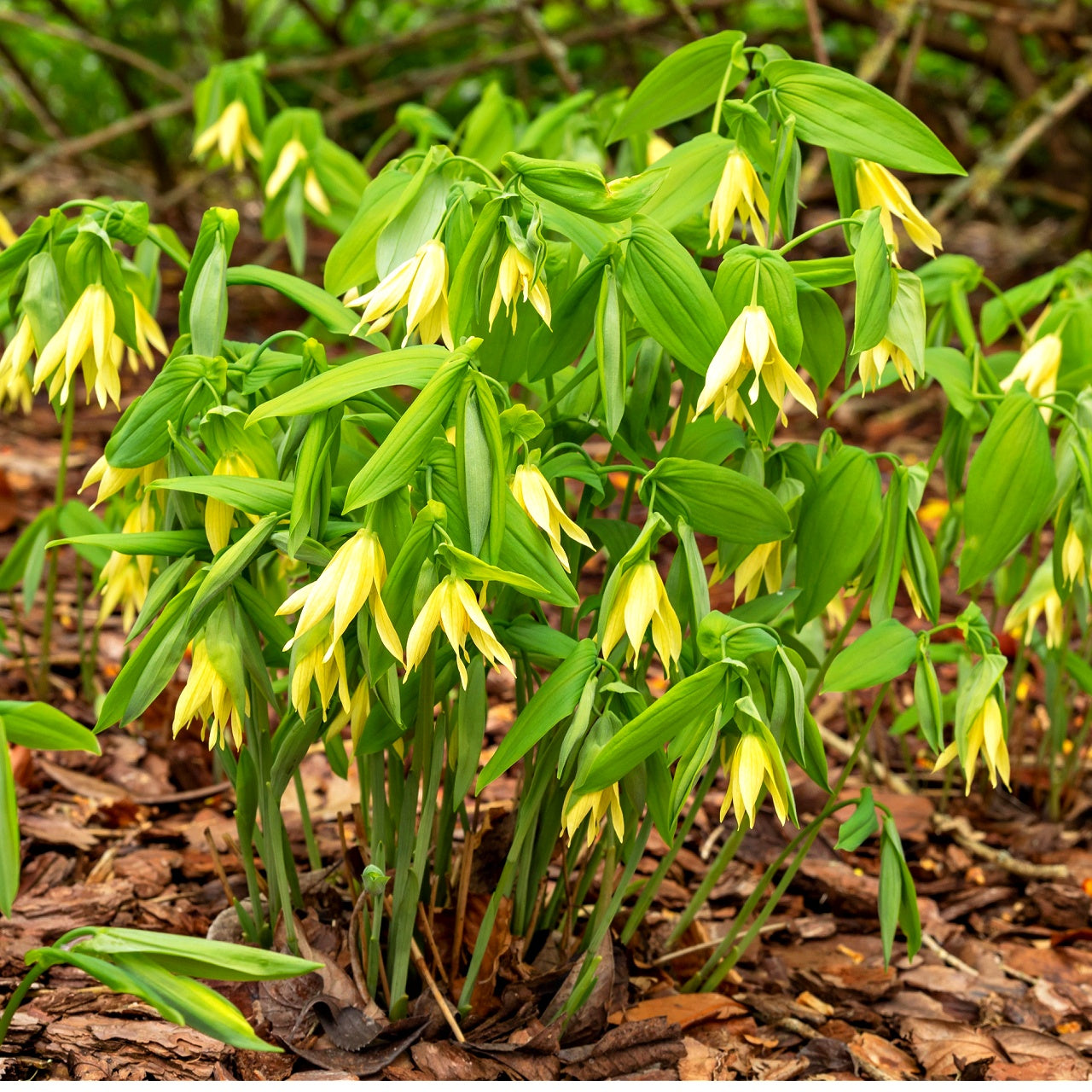 Bellflower Plants