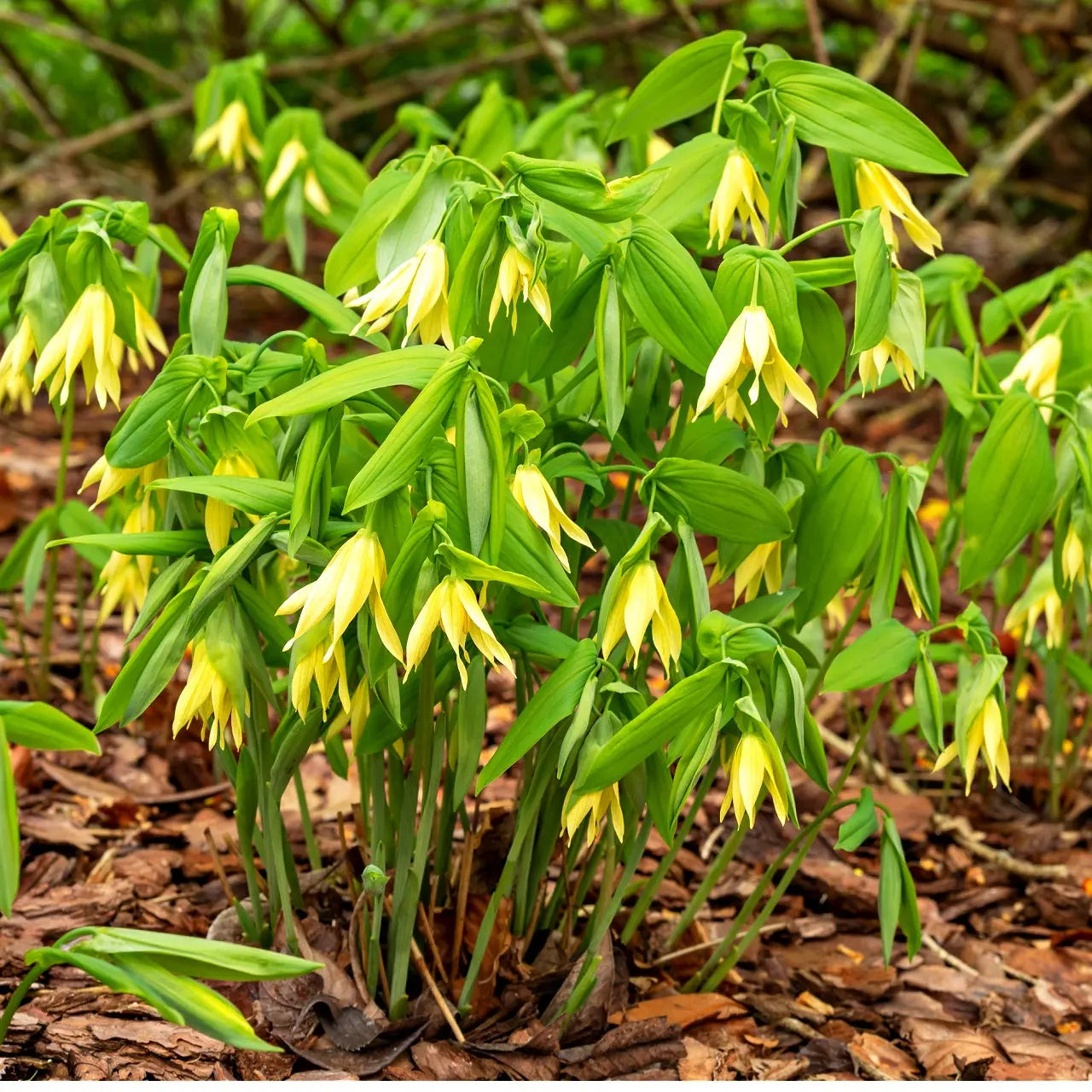 Vibrant yellow bellflower plant with bell-shaped flowers in forest setting