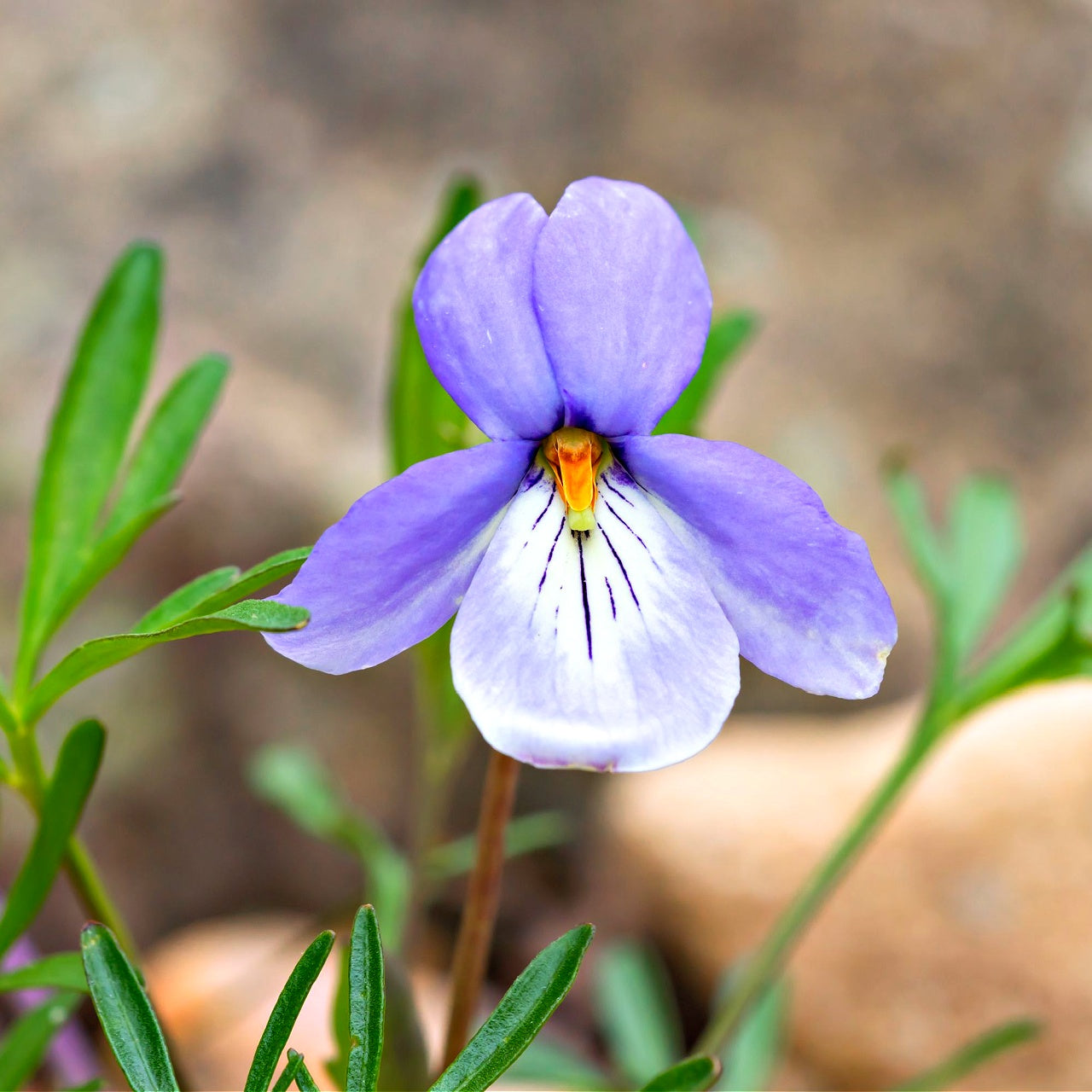 Bird's Foot Violet Plant