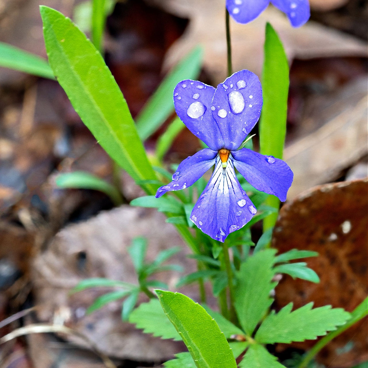 Bird's Foot Violet Plants