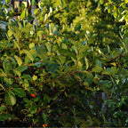Lush Black Chokeberry Shrub with glossy leaves and dark berry clusters
