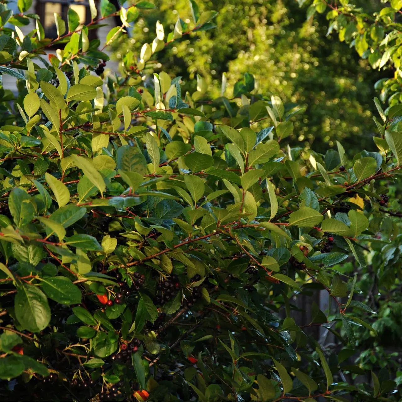 Lush Black Chokeberry Shrub with glossy leaves and dark berry clusters