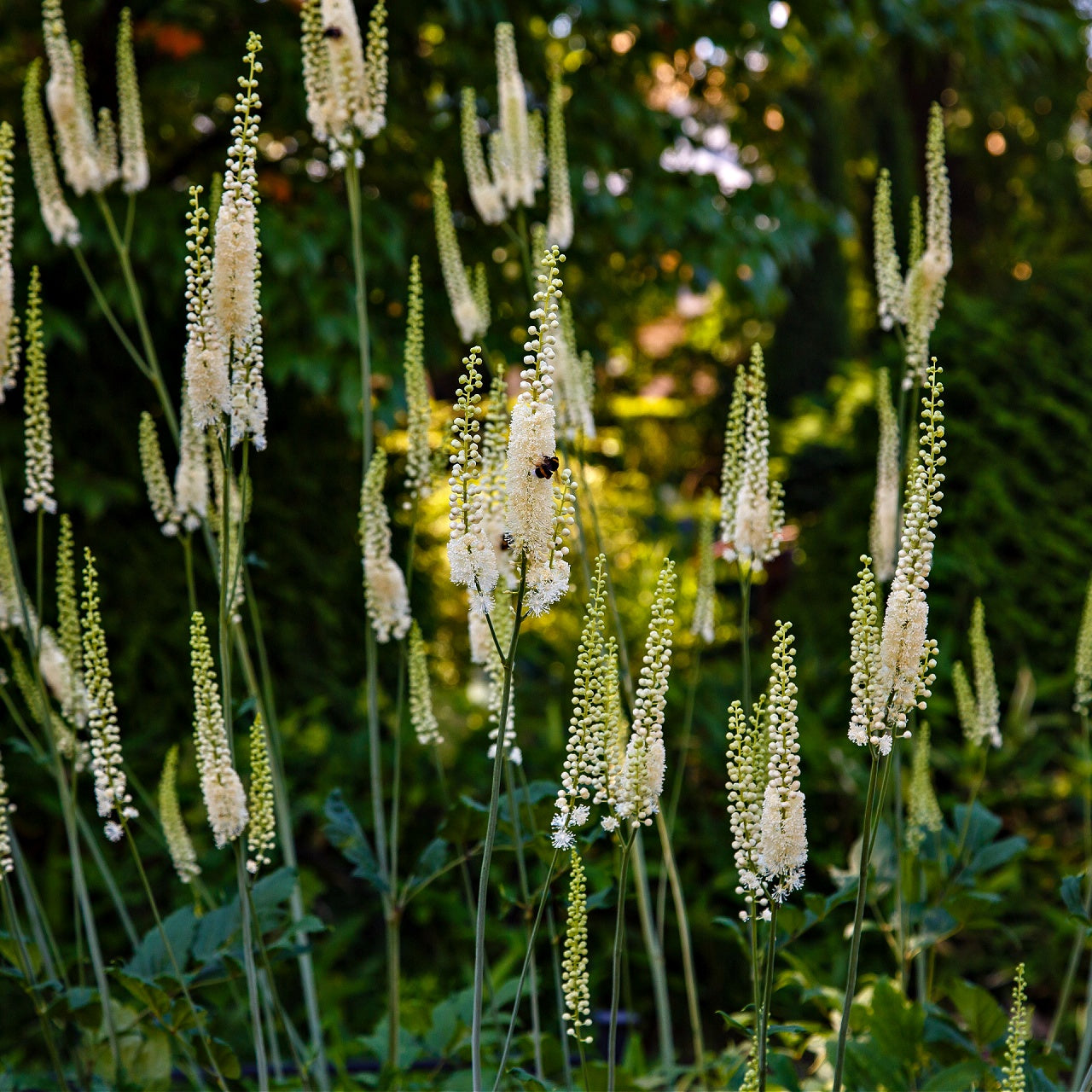 Black Cohosh Plant