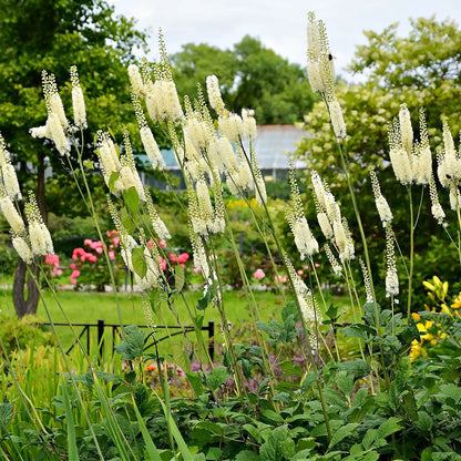 Black cohosh plant with white feathery blooms on tall stems above green foliage