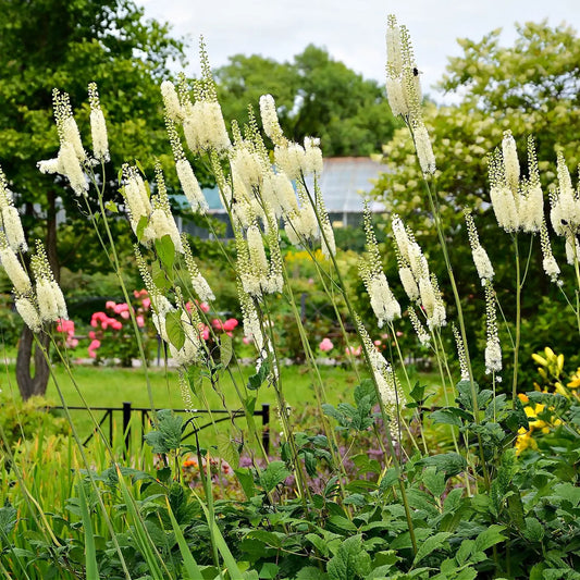 Black cohosh plant with white feathery blooms on tall stems above green foliage