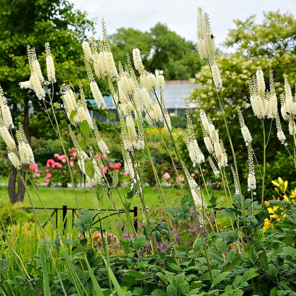 Black Cohosh Plants For Sale Wholesale $2.49 – Tennessee Wholesale Nursery