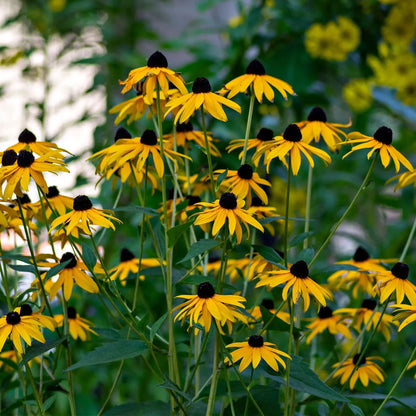 Vibrant Black Eyed Susan plant with yellow petals and dark brown centers