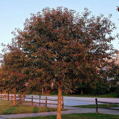 Full-grown Black Gum Tree with sturdy trunk, dense green foliage, red fruits