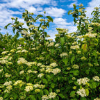 Black haw Viburnum bush with lush green leaves and white flower clusters on blue sky