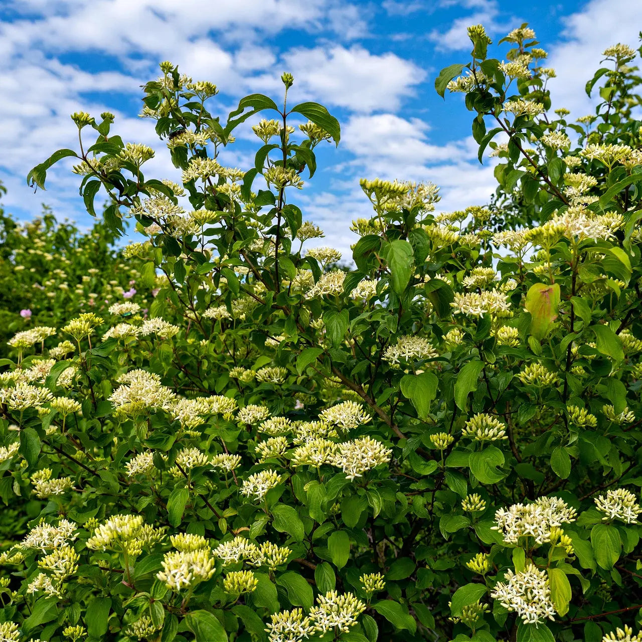 Black haw Viburnum bush with lush green leaves and white flower clusters on blue sky