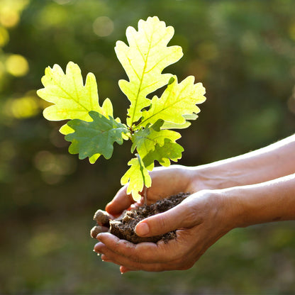 Black Oak Seedling