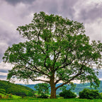 Majestic green Black Oak tree with thick trunk in grassy field for seedlings