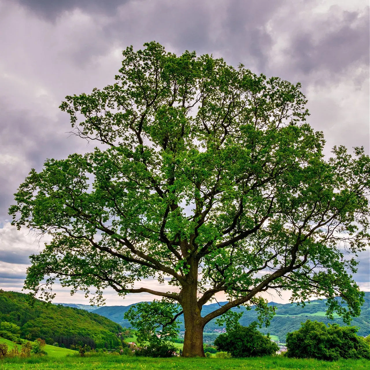 Majestic green Black Oak tree with thick trunk in grassy field for seedlings