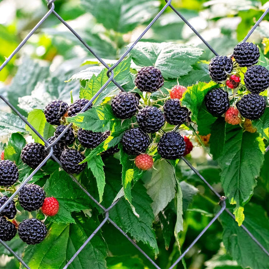 Plump dark purple-black blackberries ripening on Black Raspberry Plant