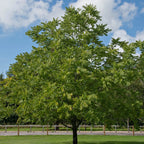 Black walnut tree with lush green leaves and sturdy dark trunk in grassy field