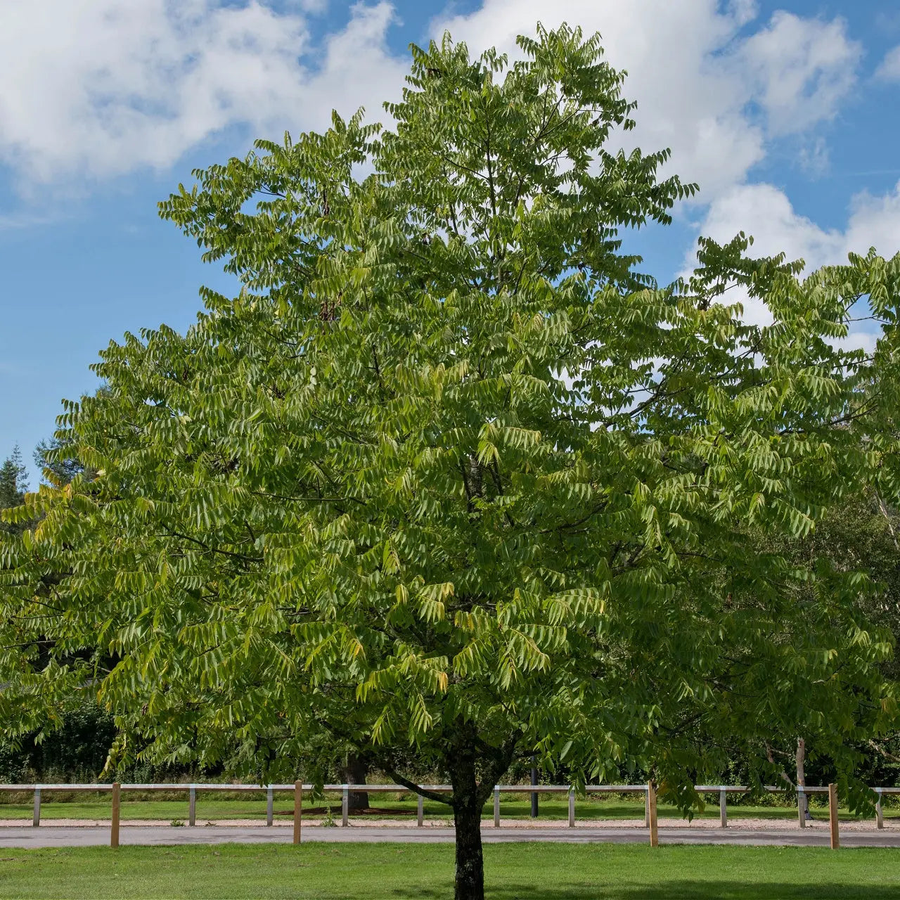 Black walnut tree with lush green leaves and sturdy dark trunk in grassy field