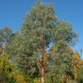 Tall Black Willow live stake with slender reddish-brown trunk and feathery green foliage against blue sky