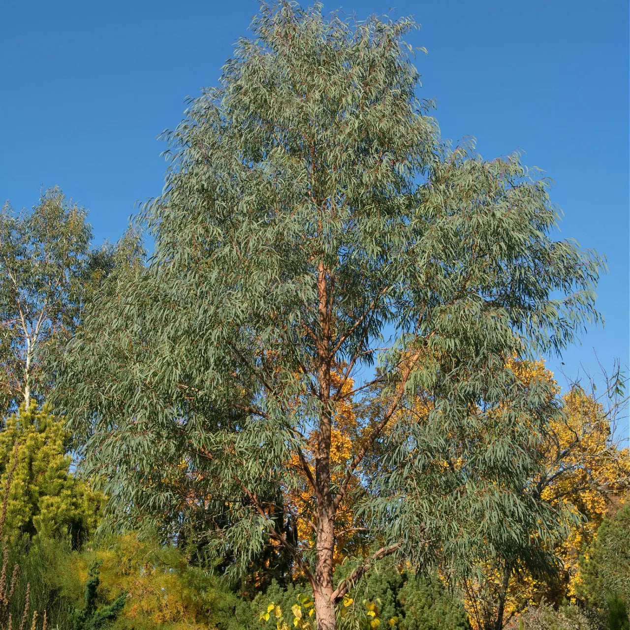 Black Willow Tree with tall slender form, feathery green foliage and reddish-brown trunk against blue sky