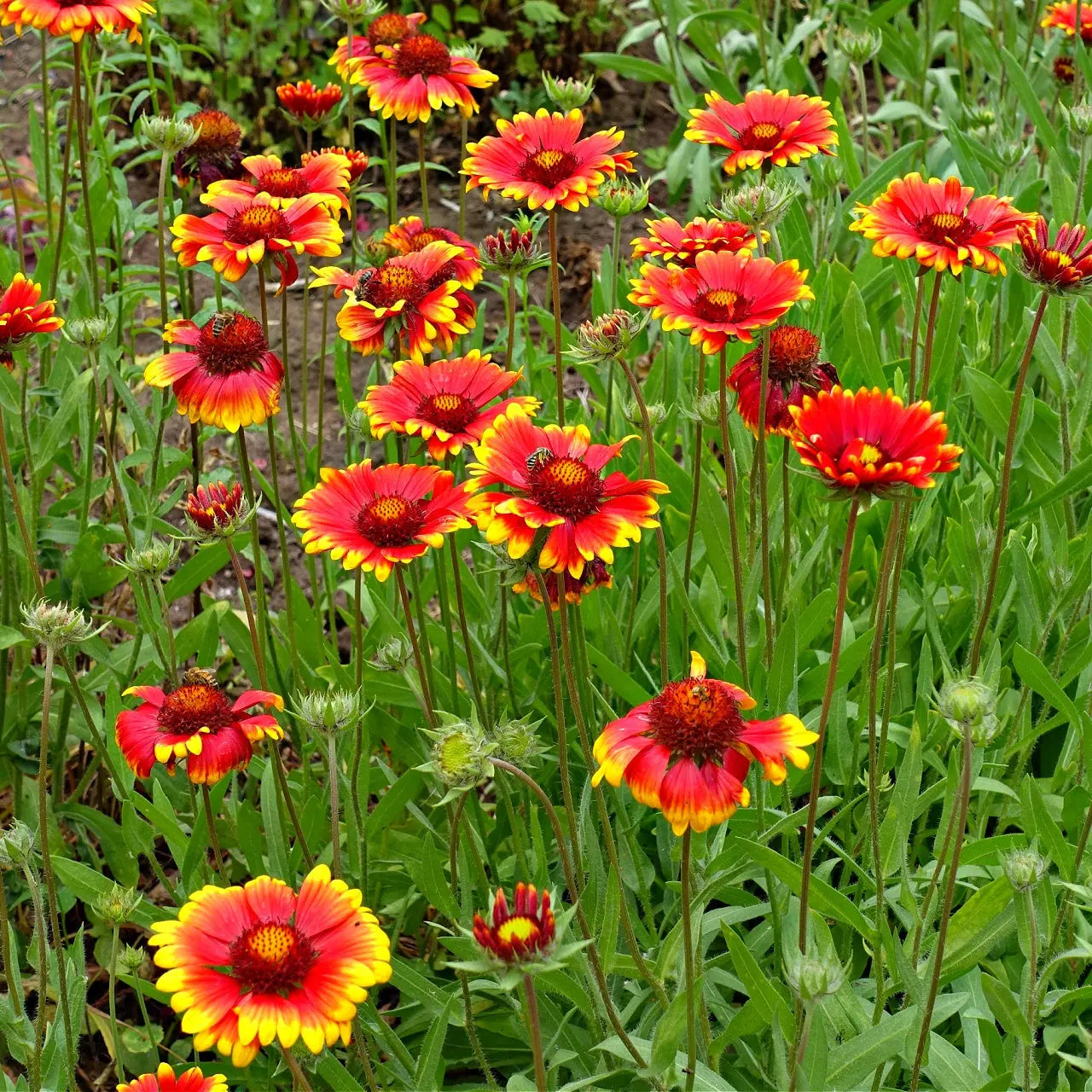 Vibrant red and yellow blanket flowers on green stems in lush garden bed