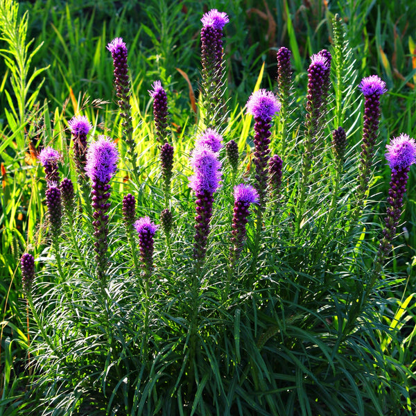 Blazing Star Plant