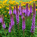 Vibrant blazing star purple flower spikes with yellow daisies and green foliage