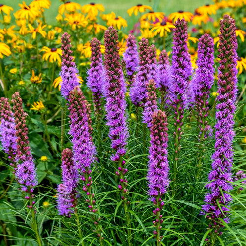 Vibrant blazing star purple flower spikes with yellow daisies and green foliage
