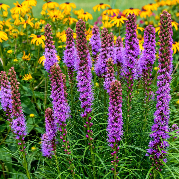 Vibrant blazing star purple flower spikes with yellow daisies and green foliage