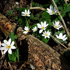 Blood root plant with white flowers, yellow centers, green leaves on wood