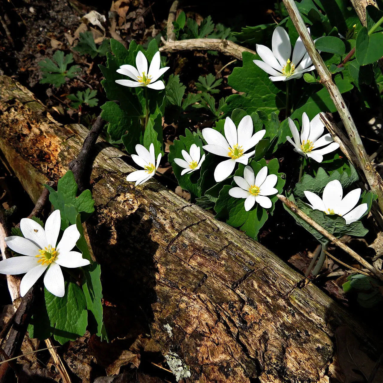 Blood root plant with white flowers, yellow centers, green leaves on wood