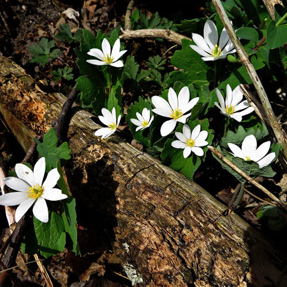 Blood root plant with white flowers, yellow centers, green leaves on wood