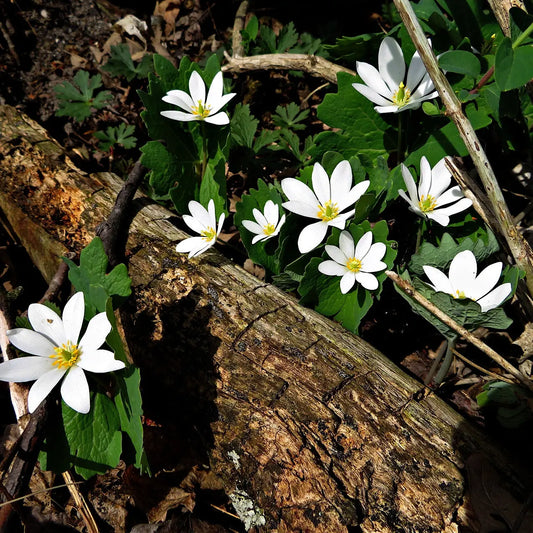 Blood root plant with white flowers, yellow centers, green leaves on wood