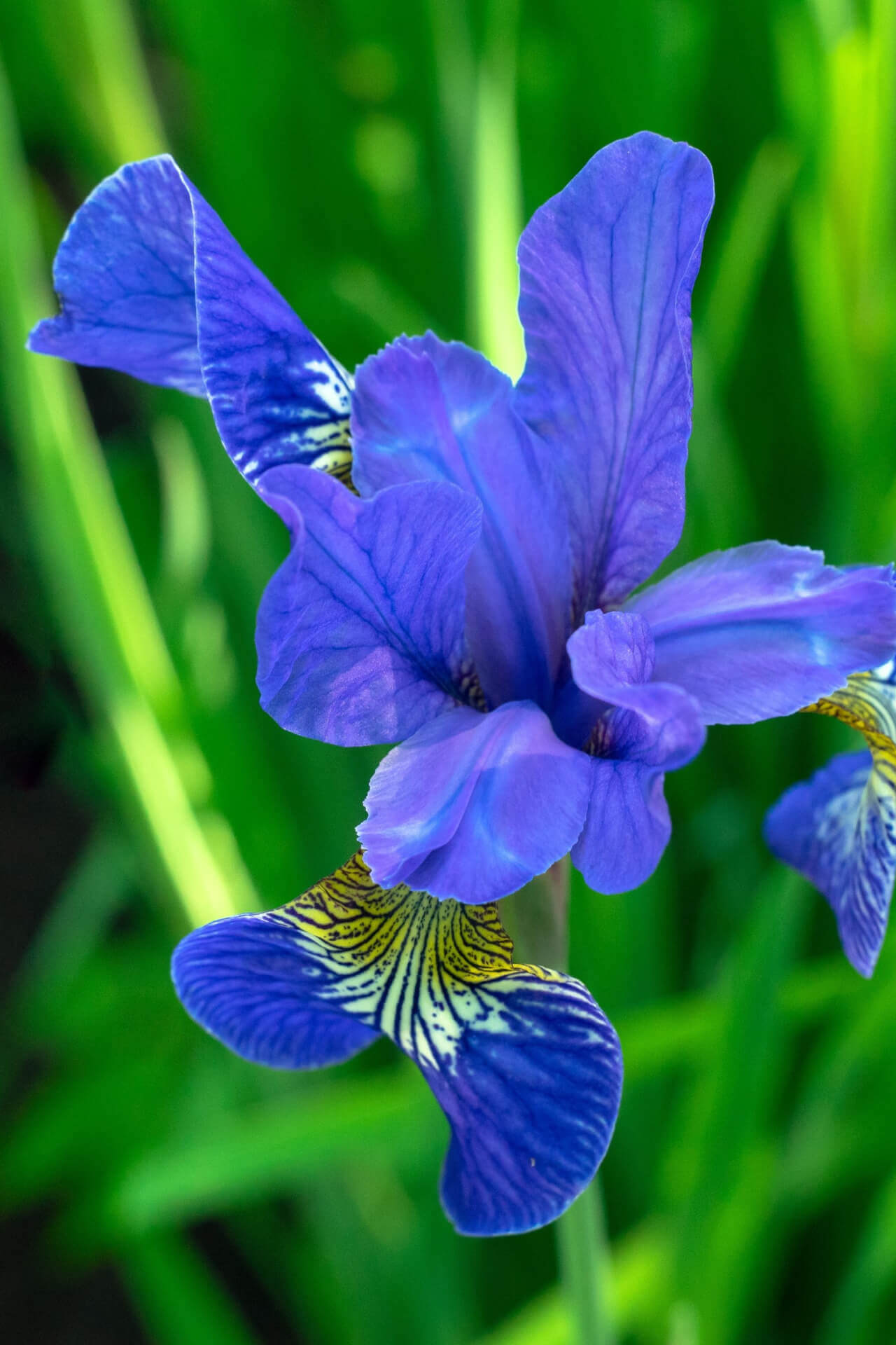 Blue Flag Iris - 100 Plants