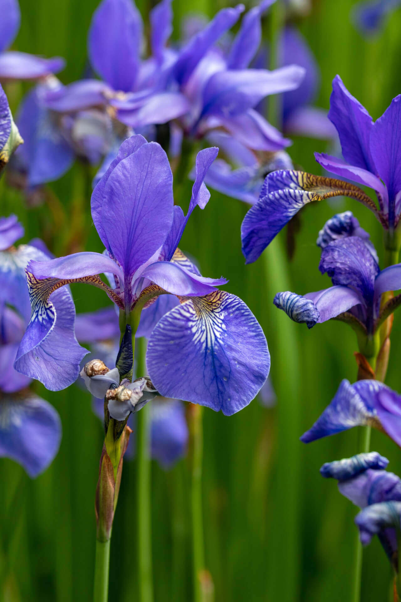 Blue Flag Iris - 100 Plants