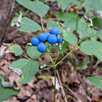 Vibrant glossy blue berries of Blue Cohosh Plant among green leaves