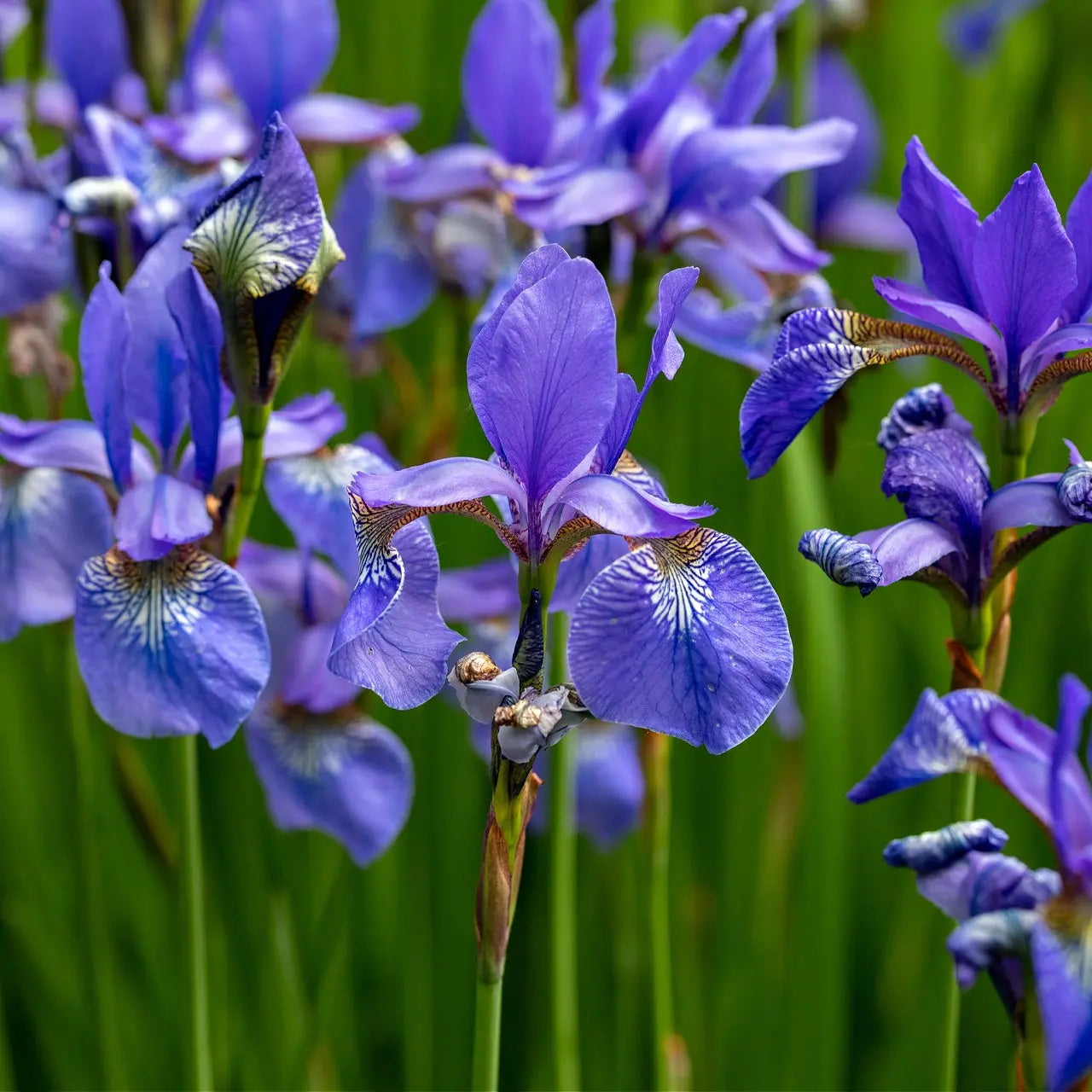 Vibrant purple Blue Flag Iris with white yellow veining on green stems