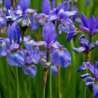 Vibrant purple Blue Flag Iris with white yellow veining on green stems