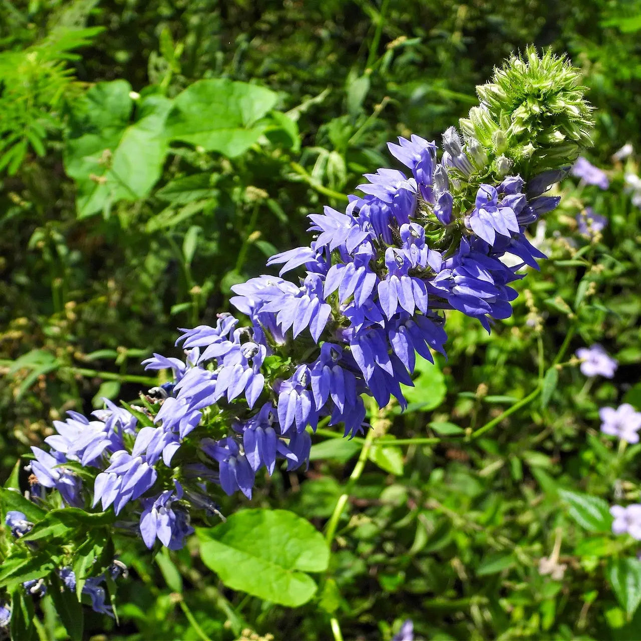 Vibrant blue lobelia plant with bell-shaped flowers and white centers on green stem
