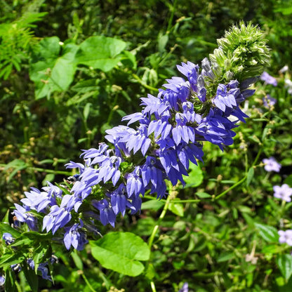 Vibrant blue lobelia plant with bell-shaped flowers and white centers on green stem