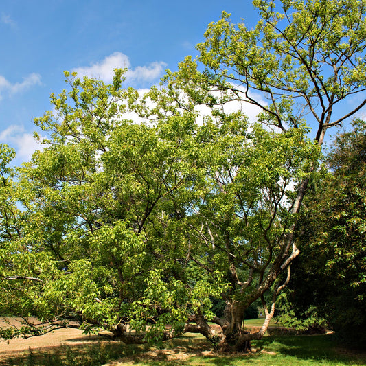 Box Elder Trees