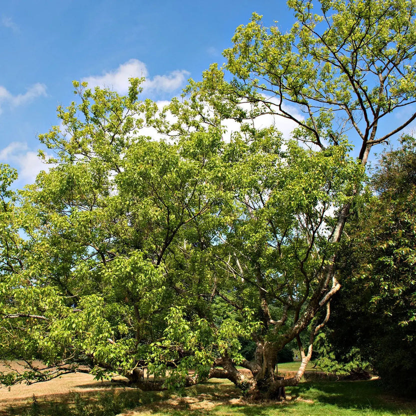 Box Elder Trees For Sale Wholesale $4.25 – Tennessee Wholesale Nursery